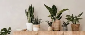 House plant delivery