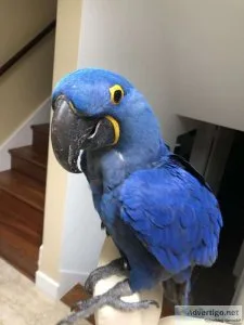 Hyacinth macaw