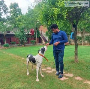 Dog grooming services in gurgaon