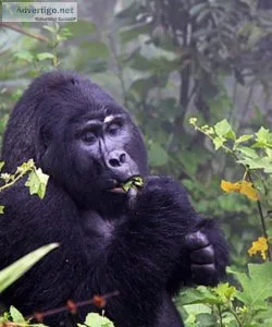 Kenyatanzaniasafari: gorilla trekking