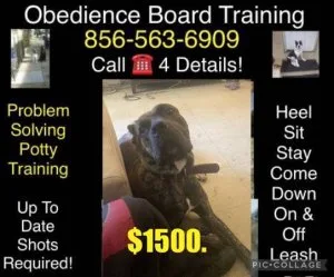 Pro k9 trainer