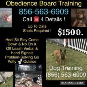 Dog training programs ????