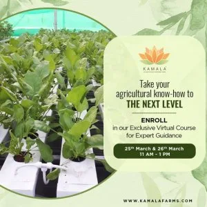 Hydroponics investment in hyderabad: a beginner s guide