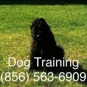 K9 control advance training