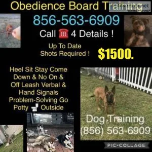 Puppy socialization training and