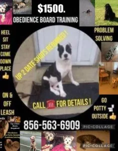 Affordable k9 trainer 4 hire and