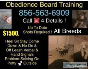 A canine off leash obedience program