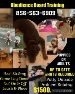 Dog handling socialization training more