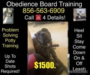 Obedience with hand ???? signals