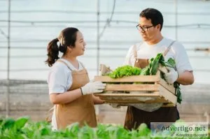 What is an automated hydroponic farming system and how it works 