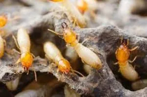 Best Termite Control Services in Noida ? 24x7pestcontrol.com