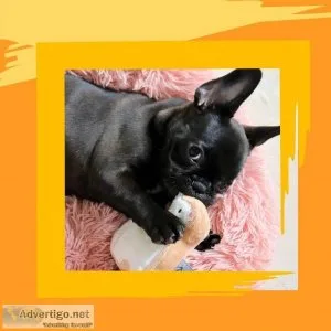 White bunny sugar cookie dog toy