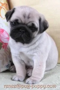 Pug puppies near boston