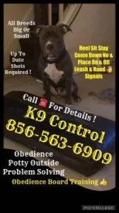 Dog puppy obedience program