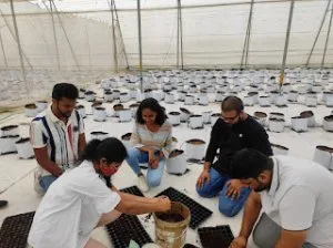 The benefits and risks of hydroponics investment in hyderabad: i