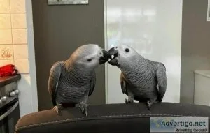Los african grey parrots birds