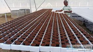 The benefits of starting a hydroponics farm in hyderabad