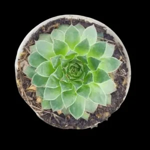 Aesthetic oval pot with vastu plants