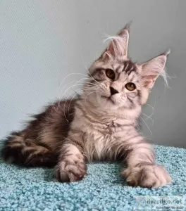 Maine con kittens for sale now