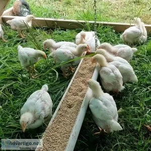 Maple garden farm are is a off the grid humble farm
