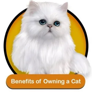 Cats and kittens For Sale Online in Chandigarh,India