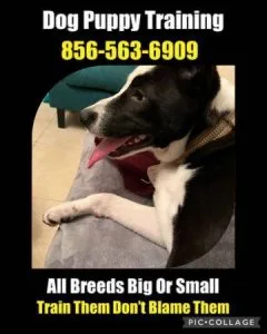 An all breed dog trainer