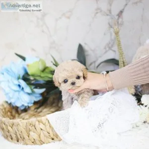 Teacup/toy poodle puppies