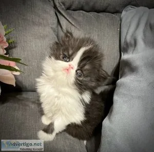 Adorable male persian kitten for sale