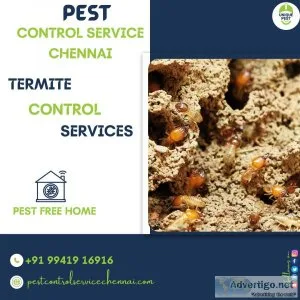 Termite control service in chennai