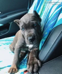 Blue cane corso puppies for sale