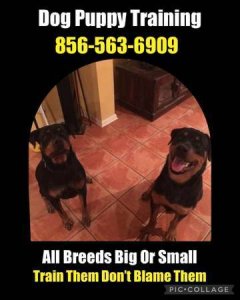 Canine socialization trainer for