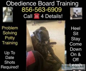 Dog puppy trainer