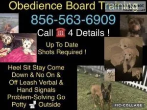 Solution for bad dogs behavior
