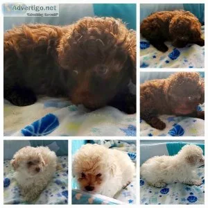 Poodle / toy