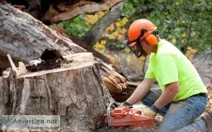 Why stump removal is important for your yard?s health?
