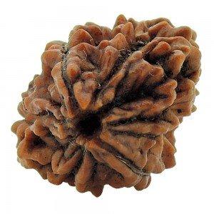 2 mukhi rudraksha | two-faced rudraksha at best price