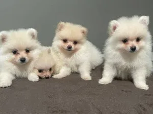 Sweet pomeranian puppies available
