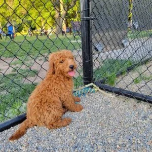 Labradoodle, get me