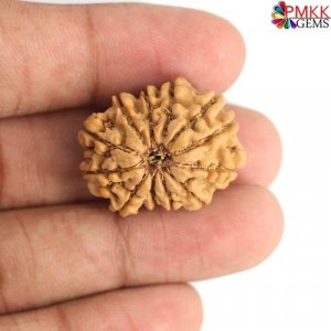 Buy 12 mukhi rudraksha online