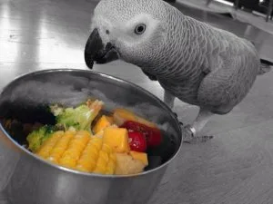 Best african grey parrot