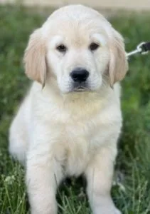 Excellent golden retreiver puppies