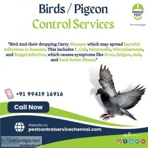 Bird / pigeon control service at friendly cost