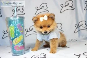 World cutest puppies