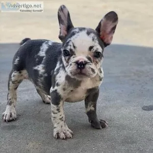 Beautiful, friendly french bulldog puppies