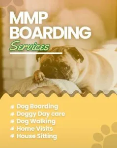 Dog boarding services in chennai