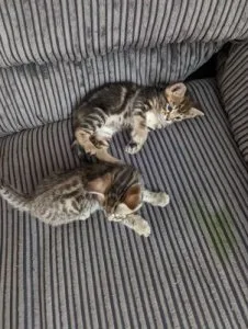 Bengal kittens