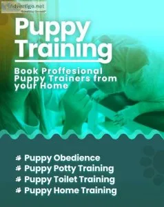 Puppy potty training in chennai
