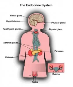 Best hormone doctor in lucknow - dr mayank somani