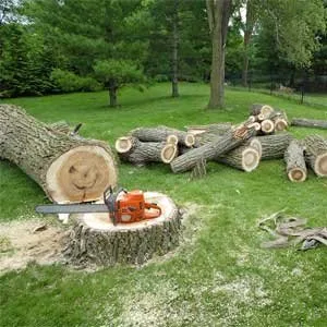 Reliable tree services in las vegas by duranchi tree service
