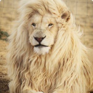 Safari booking for gir national park